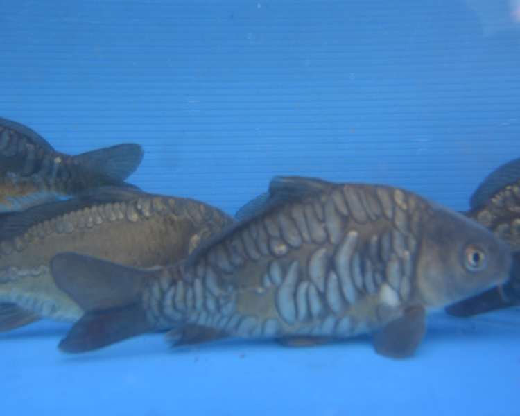 Buy Carp Online The Carp Co